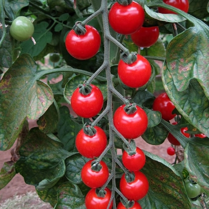 Picture of Tomato Sweet Aperitif (Agm)